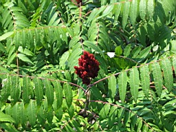 White River in Arkansas 174.jpg